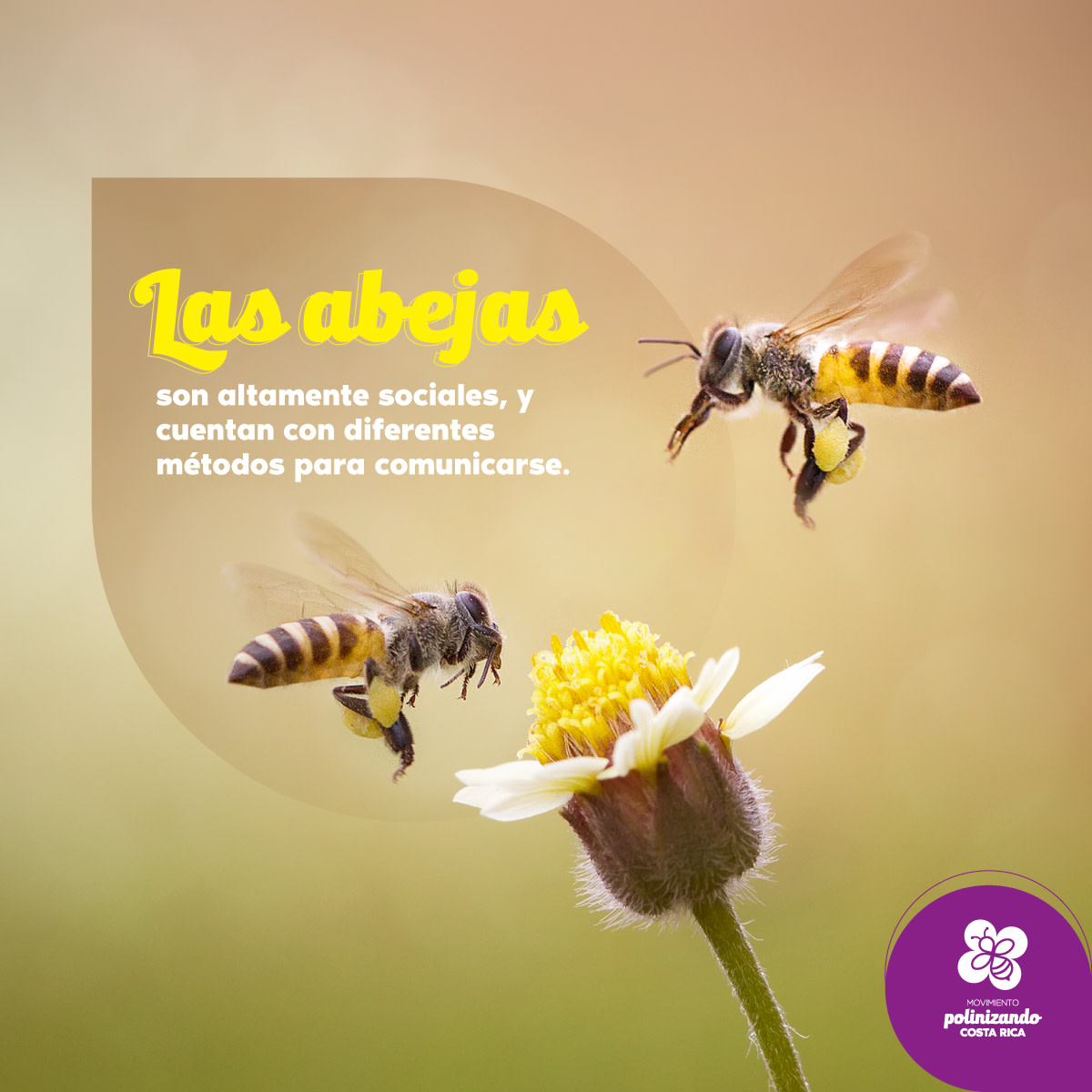 Muestra de Campaña de Sensibilización